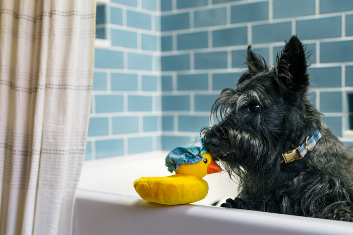 P.L.A.Y. Splish Splash Collection - Bubbles the Duck Toy on rim of tub with black Scottish Terrier nose to beak inside the bathtub with pretty blue tile behind it and cream shower curtain to the side