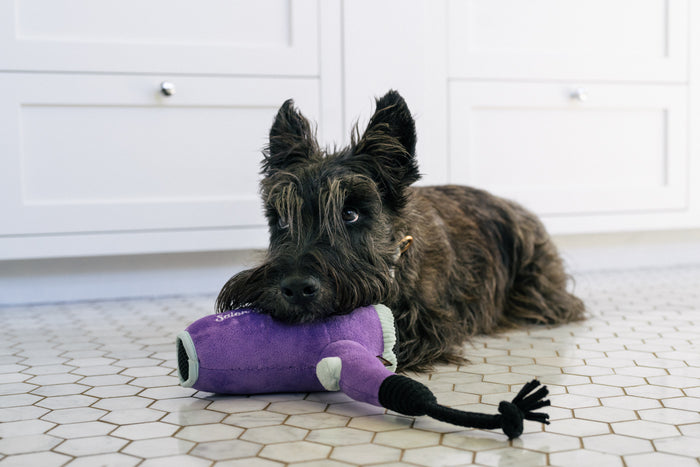 P.L.A.Y.'s Splish Splash Collection - Howlin' Hair Dryer Toy underneath black Scottish Terrier Dog's head on white tile floor in bathroom