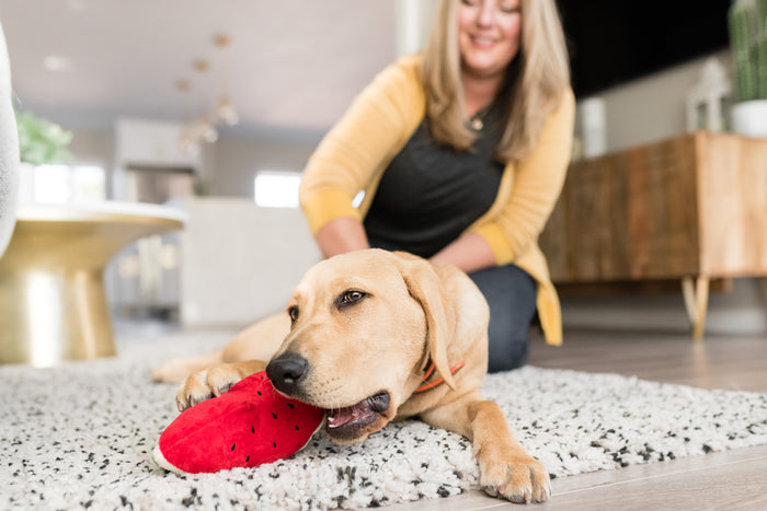 P.L.A.Y. Tropical Paradise Collection - Wagging Watermelon Toy being chewed on by a lab in the living room with dog mom