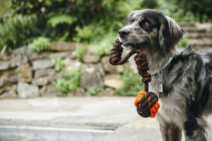 Gallery: Tug Ball Rope Toy PY7080ASF