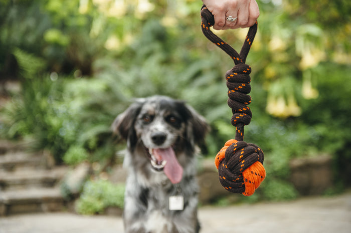 Gallery: Tug Ball Rope Toy PY7080ASF