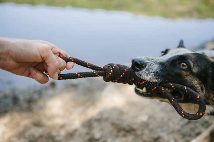 Gallery: Tug Rope Toy PY7037BSF