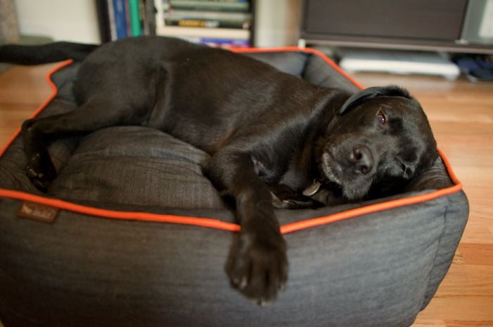 Urban Denim Lounge Bed by P.L.A.Y. with Mandarin Trim with black lab sleeping in it
