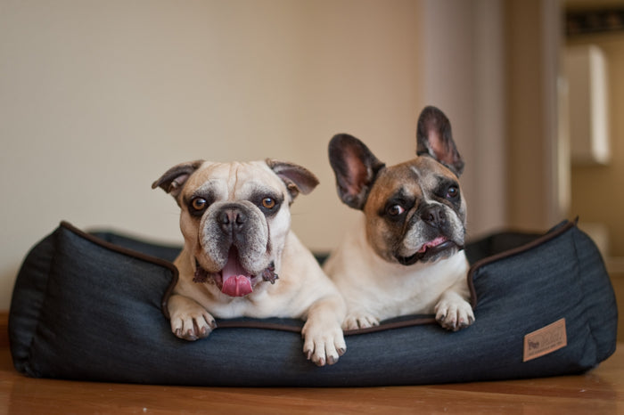 Urban Denim Lounge Bed by P.L.A.Y. with Chocolate Trim two dogs smiling in bed together