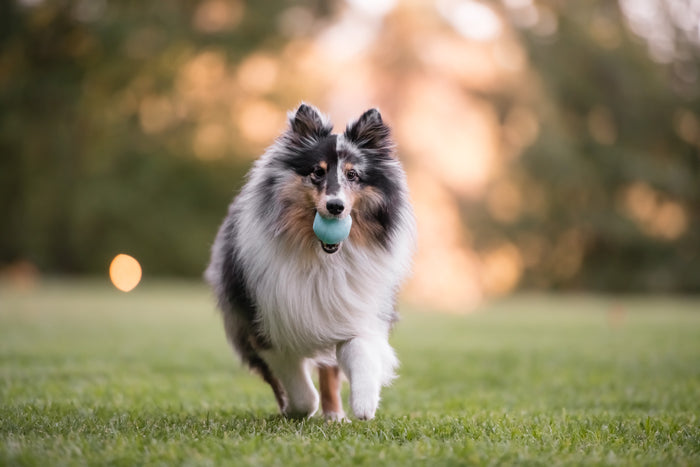 ZoomieRex IncrediBall by P.L.A.Y. - fluffy dog running back in park with blue blal in mouth