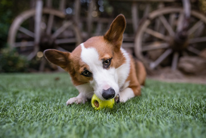 ZoomieRex IncrediBall by P.L.A.Y. - green stuffed with treats in Corig's mouth
