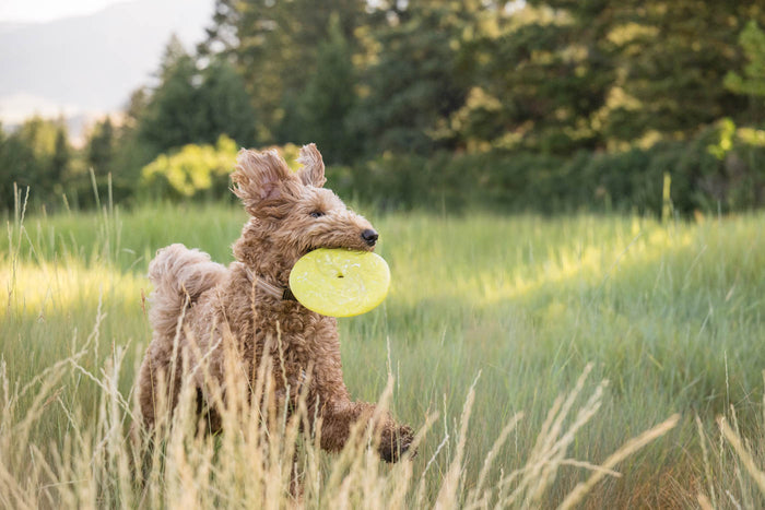 P.L.A.Y. ZoomieRex InfiniDisc - lime green in dog's mouth running through tall grass with ears flapping in the wind